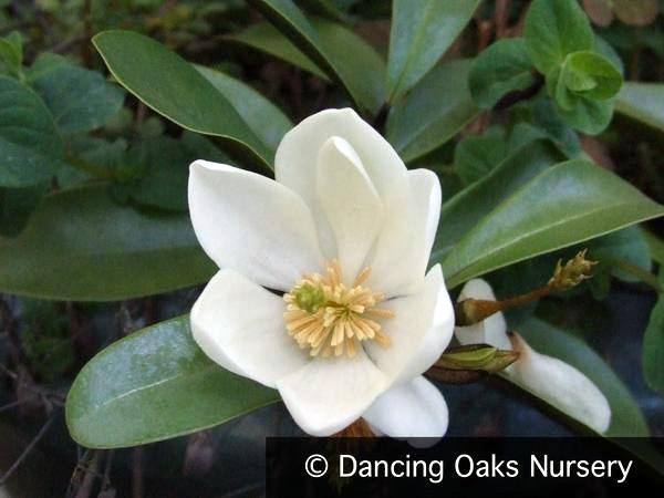 Trees ~ Magnolia laevifolia (syn. Michelia yunnanensis) ~ Dancing Oaks Nursery and Gardens ~ Retail Nursery ~ Mail Order Nursery