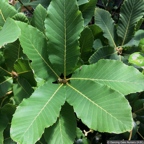 Trees ~ Quercus pontica, Armenian oak ~ Dancing Oaks Nursery and Gardens ~ Retail Nursery ~ Mail Order Nursery