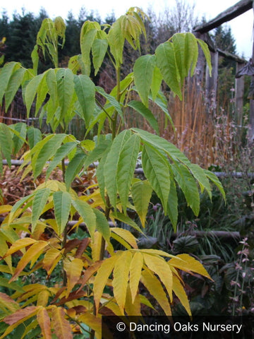 Shrubs ~ Trees ~ Ungnadia speciosa, Showy Mexican Buckeye ~ Dancing Oaks Nursery and Gardens ~ Retail Nursery ~ Mail Order Nursery