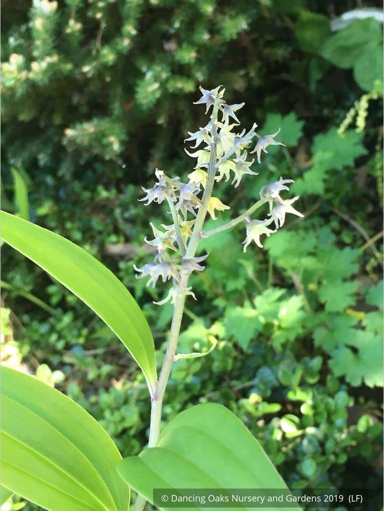 Perennials ~ Maianthemum (syn. Smilacina) henryi, False Solomon's Seal ~ Dancing Oaks Nursery and Gardens ~ Retail Nursery ~ Mail Order Nursery