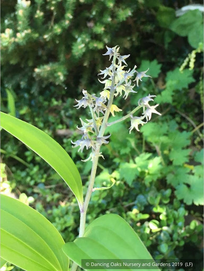 Perennials ~ Maianthemum (syn. Smilacina) henryi, False Solomon's Seal ~ Dancing Oaks Nursery and Gardens ~ Retail Nursery ~ Mail Order Nursery