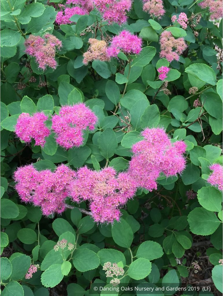 Shrubs ~ Spiraea densiflora (syn. S. splendens), Subalpine Spirea or Rosy Spiraea ~ Dancing Oaks Nursery and Gardens ~ Retail Nursery ~ Mail Order Nursery