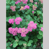 Shrubs ~ Spiraea densiflora (syn. S. splendens), Subalpine Spirea or Rosy Spiraea ~ Dancing Oaks Nursery and Gardens ~ Retail Nursery ~ Mail Order Nursery