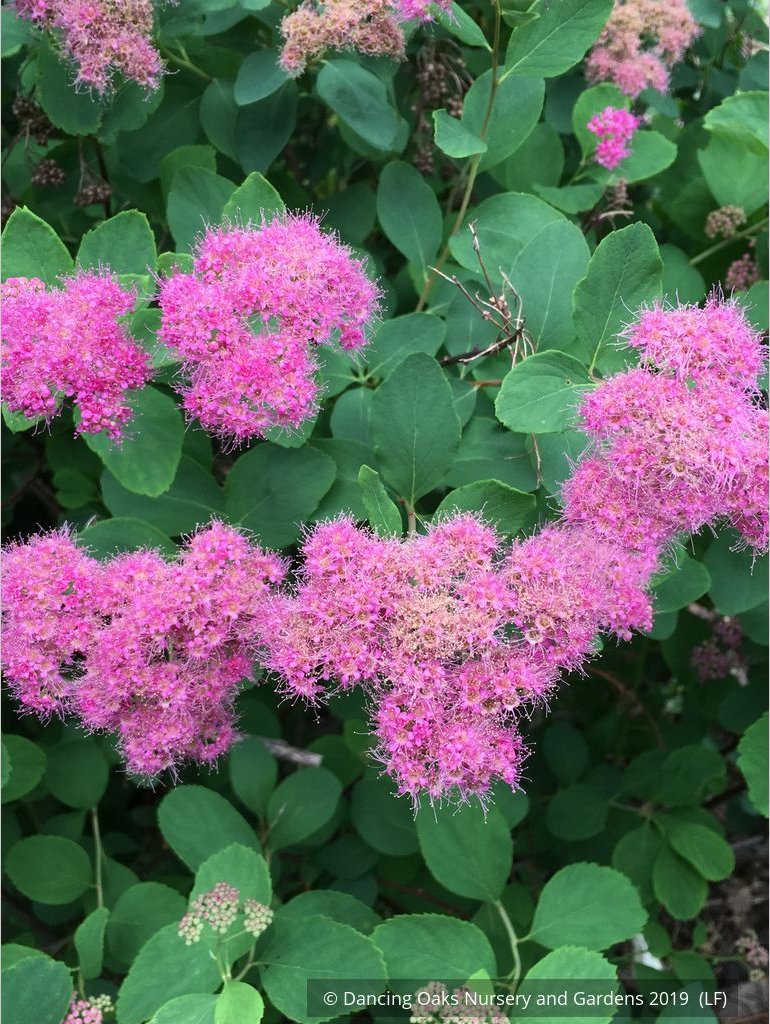 Shrubs ~ Spiraea densiflora (syn. S. splendens), Subalpine Spirea or Rosy Spiraea ~ Dancing Oaks Nursery and Gardens ~ Retail Nursery ~ Mail Order Nursery