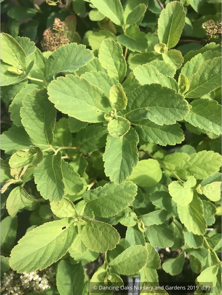 Shrubs ~ Spiraea betulifolia var. lucida, Shinyleaf Spirea ~ Dancing Oaks Nursery and Gardens ~ Retail Nursery ~ Mail Order Nursery