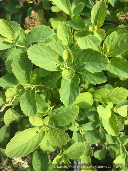 Shrubs ~ Spiraea betulifolia var. lucida, Shinyleaf Spirea ~ Dancing Oaks Nursery and Gardens ~ Retail Nursery ~ Mail Order Nursery