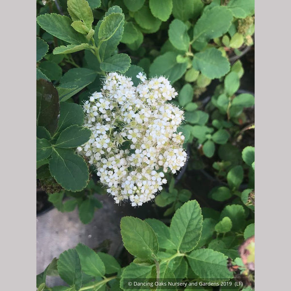 Spiraea betulifolia var. lucida, Shinyleaf Spirea – Dancing
