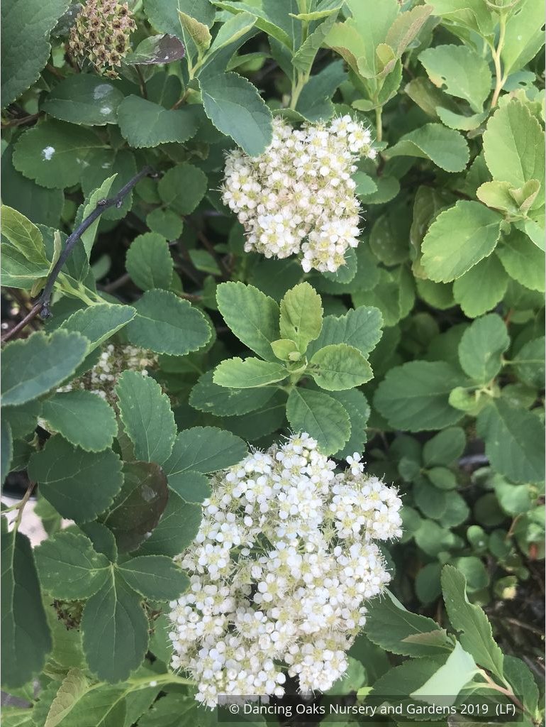 Shrubs ~ Spiraea betulifolia var. lucida, Shinyleaf Spirea ~ Dancing Oaks Nursery and Gardens ~ Retail Nursery ~ Mail Order Nursery