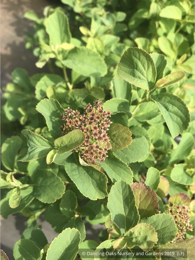 Shrubs ~ Spiraea betulifolia var. lucida, Shinyleaf Spirea ~ Dancing Oaks Nursery and Gardens ~ Retail Nursery ~ Mail Order Nursery