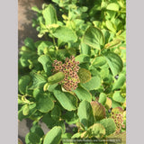 Shrubs ~ Spiraea betulifolia var. lucida, Shinyleaf Spirea ~ Dancing Oaks Nursery and Gardens ~ Retail Nursery ~ Mail Order Nursery