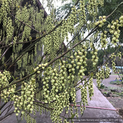 Shrubs ~ Stachyurus praecox var matsuzakii, Catkin Tree ~ Dancing Oaks Nursery and Gardens ~ Retail Nursery ~ Mail Order Nursery