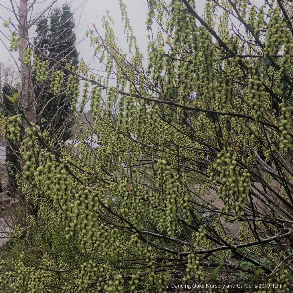 Shrubs ~ Stachyurus praecox var matsuzakii, Catkin Tree ~ Dancing Oaks Nursery and Gardens ~ Retail Nursery ~ Mail Order Nursery