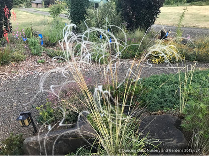 Grasses ~ Stipa barbata, Silver Feather Grass ~ Dancing Oaks Nursery and Gardens ~ Retail Nursery ~ Mail Order Nursery