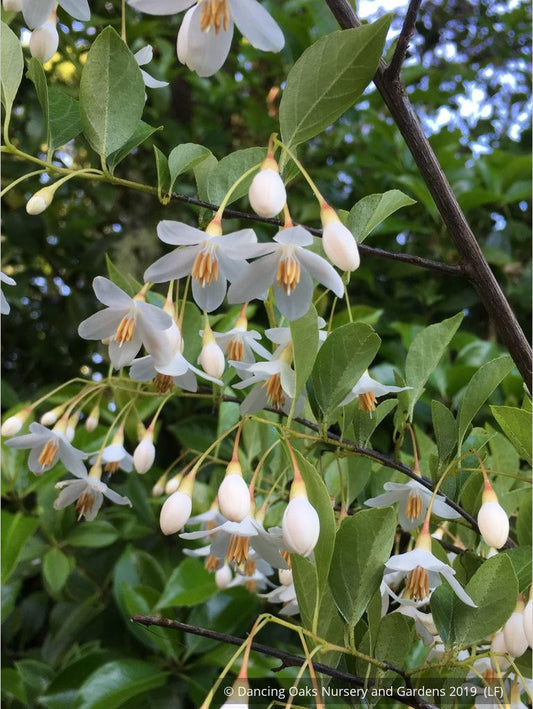 Trees ~ Styrax japonica 'Emerald Pagoda', Emerald Pagoda Japanese Snowbell ~ Dancing Oaks Nursery and Gardens ~ Retail Nursery ~ Mail Order Nursery