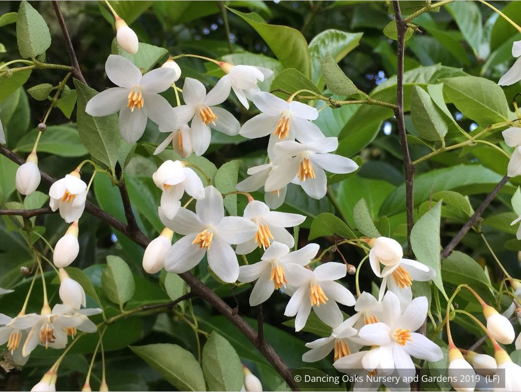 Trees ~ Styrax japonica 'Emerald Pagoda', Emerald Pagoda Japanese Snowbell ~ Dancing Oaks Nursery and Gardens ~ Retail Nursery ~ Mail Order Nursery