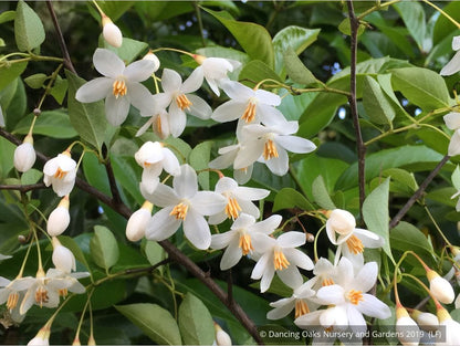 Trees ~ Styrax japonica 'Emerald Pagoda', Emerald Pagoda Japanese Snowbell ~ Dancing Oaks Nursery and Gardens ~ Retail Nursery ~ Mail Order Nursery