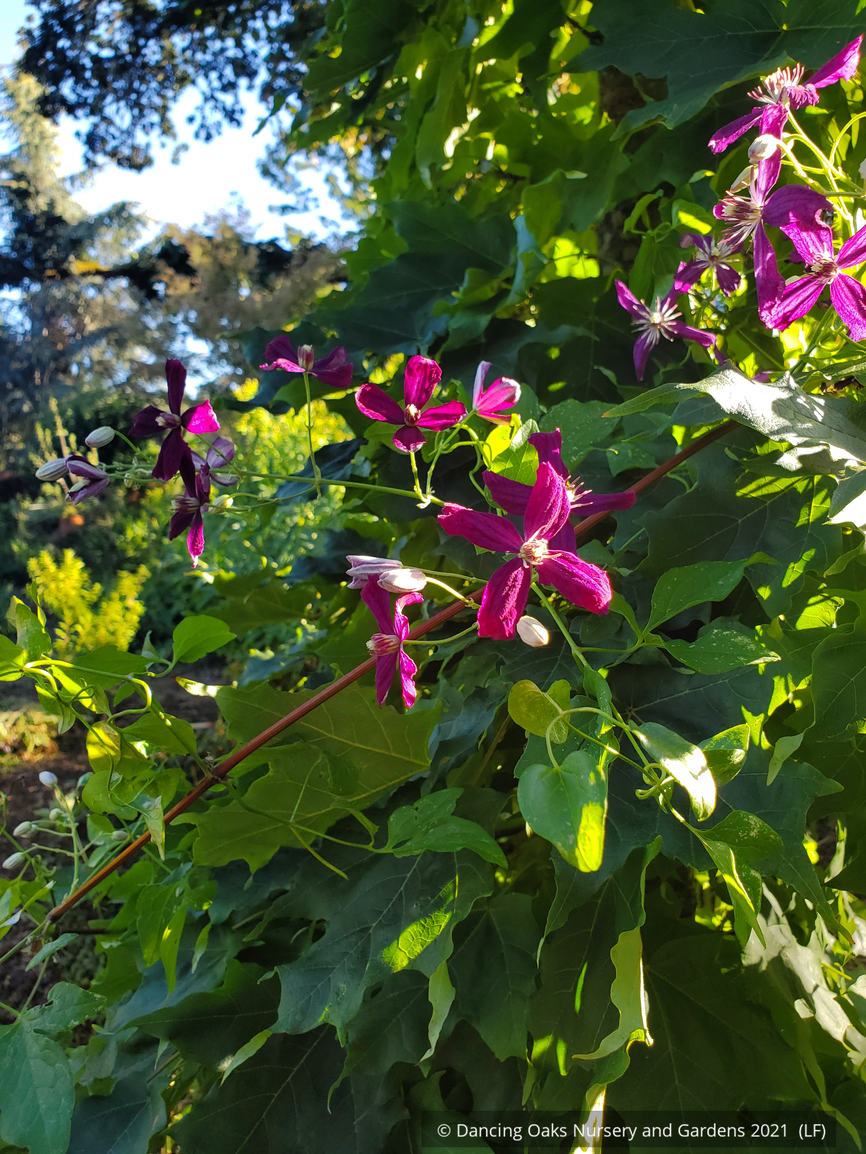 Vines ~ OFFLINE ONLY Clematis x 'Sweet Summer Love' ~ Dancing Oaks Nursery and Gardens ~ Retail Nursery ~ Mail Order Nursery