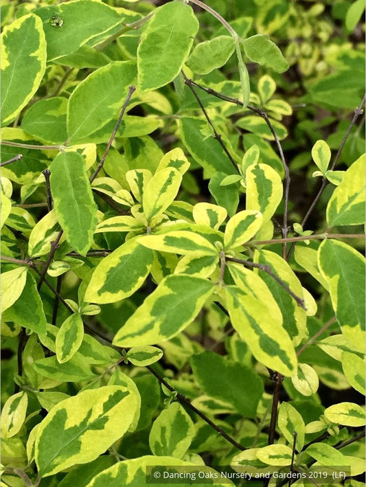 Shrubs ~ Symphoricarpos orbiculatus 'Variegatus', Variegated Coralberry ~ Dancing Oaks Nursery and Gardens ~ Retail Nursery ~ Mail Order Nursery