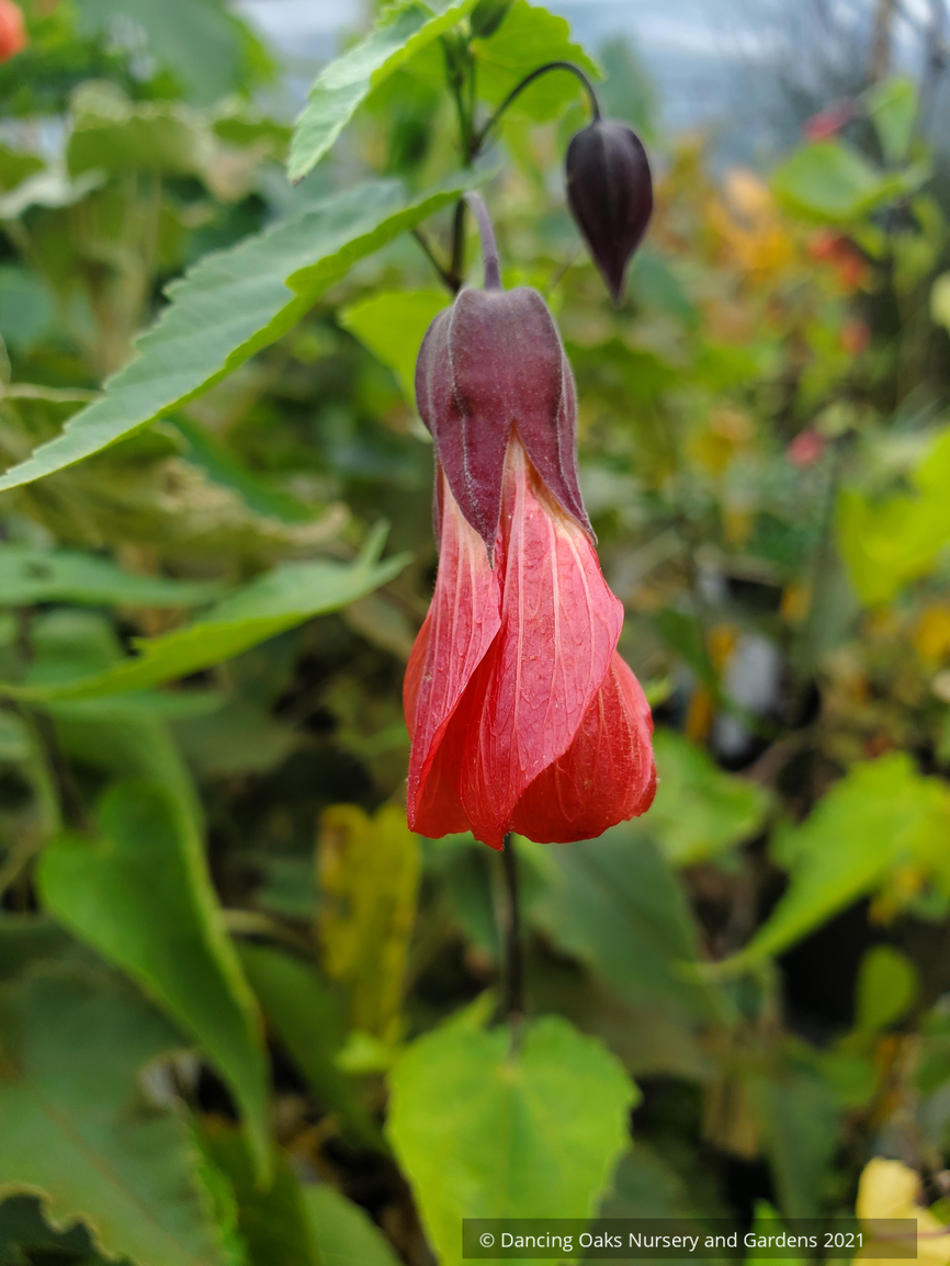 Abutilon 'Tangerine Scream', Flowering Maple