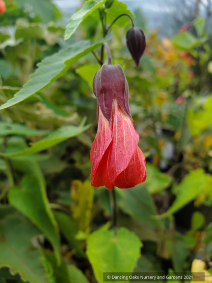 Abutilon 'Tangerine Scream', Flowering Maple