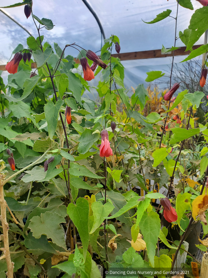 Abutilon 'Tangerine Scream', Flowering Maple
