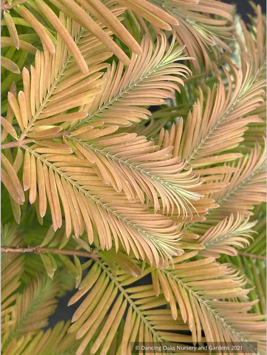 Metasequoia glyptostroboides 'Daweswood Tawny Fleece', Dwarf Dawn Redwood