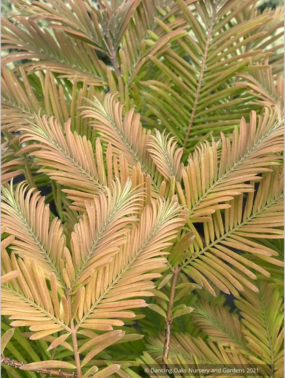 Metasequoia glyptostroboides 'Daweswood Tawny Fleece', Dwarf Dawn Redwood