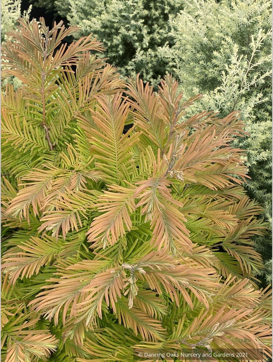 Metasequoia glyptostroboides 'Daweswood Tawny Fleece', Dwarf Dawn Redwood