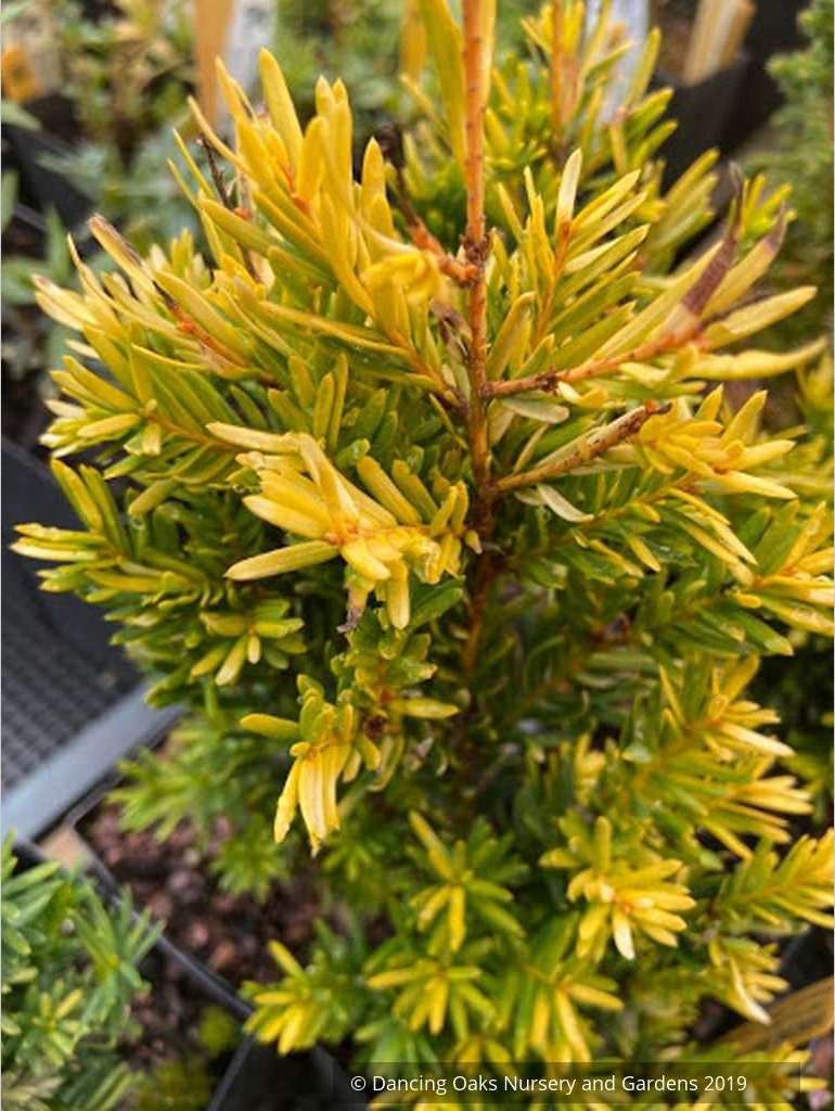 Trees ~ Taxus cuspidata 'Rezek's Gold', Japanese Yew ~ Dancing Oaks Nursery and Gardens ~ Retail Nursery ~ Mail Order Nursery