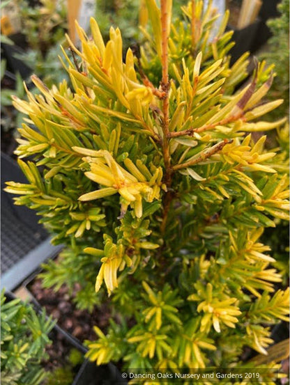 Trees ~ Taxus cuspidata 'Rezek's Gold', Japanese Yew ~ Dancing Oaks Nursery and Gardens ~ Retail Nursery ~ Mail Order Nursery