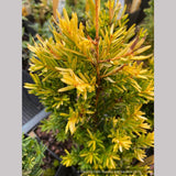 Trees ~ Taxus cuspidata 'Rezek's Gold', Japanese Yew ~ Dancing Oaks Nursery and Gardens ~ Retail Nursery ~ Mail Order Nursery