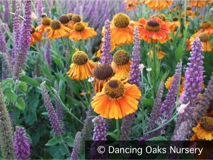 Perennials ~ Teucrium hircanicum, Iranian Wood Sage ~ Dancing Oaks Nursery and Gardens ~ Retail Nursery ~ Mail Order Nursery