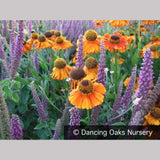Perennials ~ Teucrium hircanicum, Iranian Wood Sage ~ Dancing Oaks Nursery and Gardens ~ Retail Nursery ~ Mail Order Nursery
