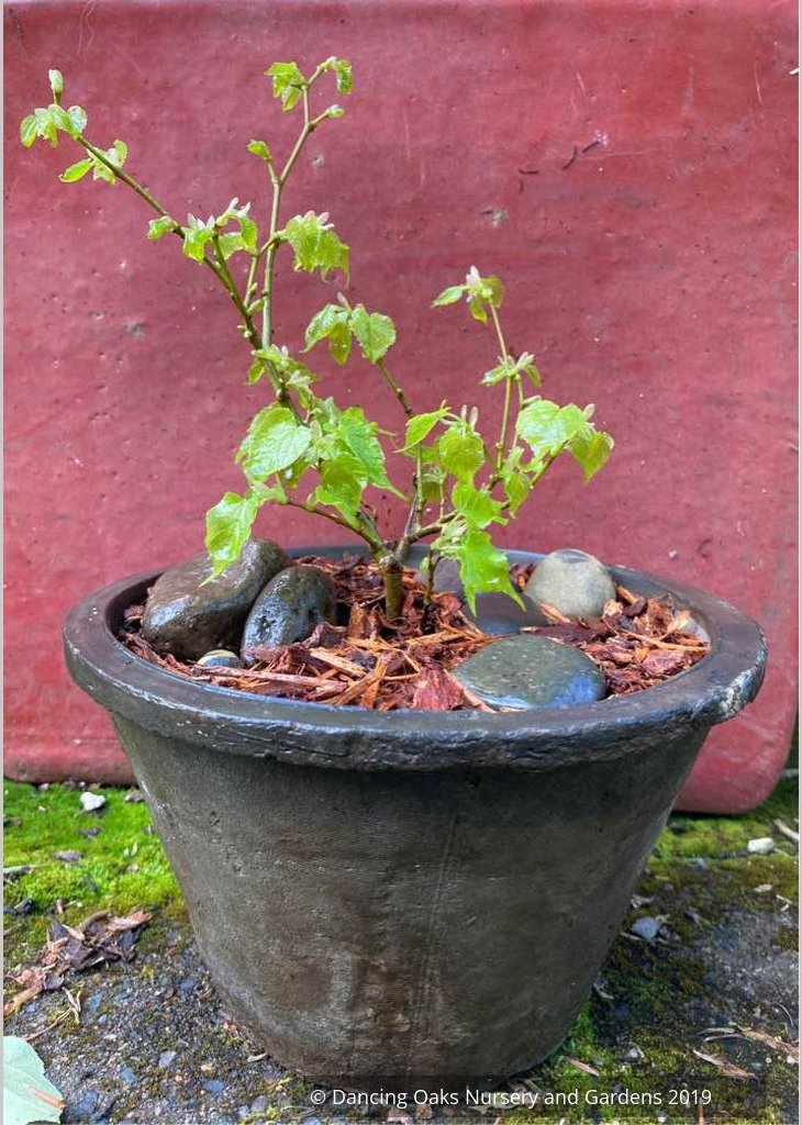 Trees ~ Tilia cordata 'Lico', Dwarf Littleleaf Linden, Dwarf Lime Tree ~ Dancing Oaks Nursery and Gardens ~ Retail Nursery ~ Mail Order Nursery