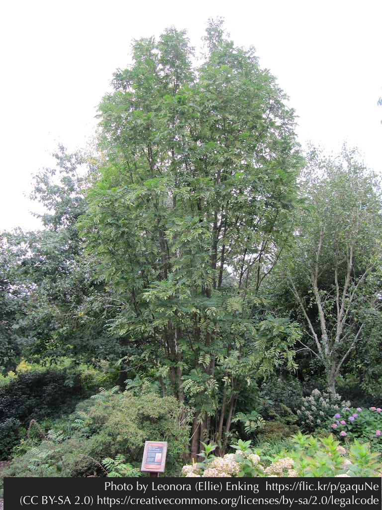Trees ~ Toona sinensis 'Flamingo', Chinese Mahogany ~ Dancing Oaks Nursery and Gardens ~ Retail Nursery ~ Mail Order Nursery
