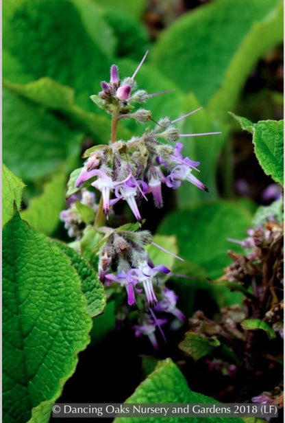 Perennials ~ Trachystemon orientalis, Oriental Borage ~ Dancing Oaks Nursery and Gardens ~ Retail Nursery ~ Mail Order Nursery