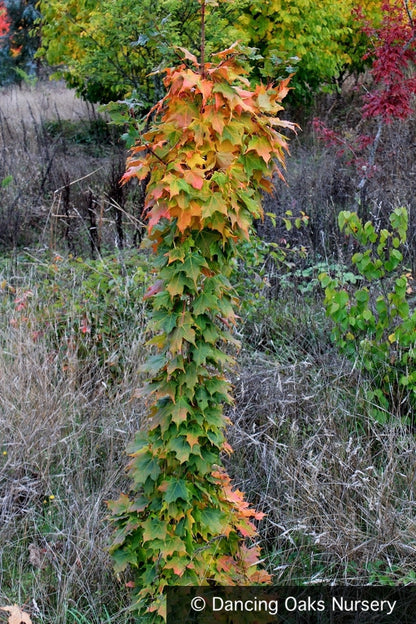Trees ~ Acer saccharum 'Newton Sentry', Columnar Sugar Maple ~ Dancing Oaks Nursery and Gardens ~ Retail Nursery ~ Mail Order Nursery