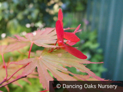 Trees ~ Acer shirasawanum 'Sensu', Japanese Maple ~ Dancing Oaks Nursery and Gardens ~ Retail Nursery ~ Mail Order Nursery