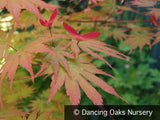 Trees ~ Acer shirasawanum 'Sensu', Japanese Maple ~ Dancing Oaks Nursery and Gardens ~ Retail Nursery ~ Mail Order Nursery