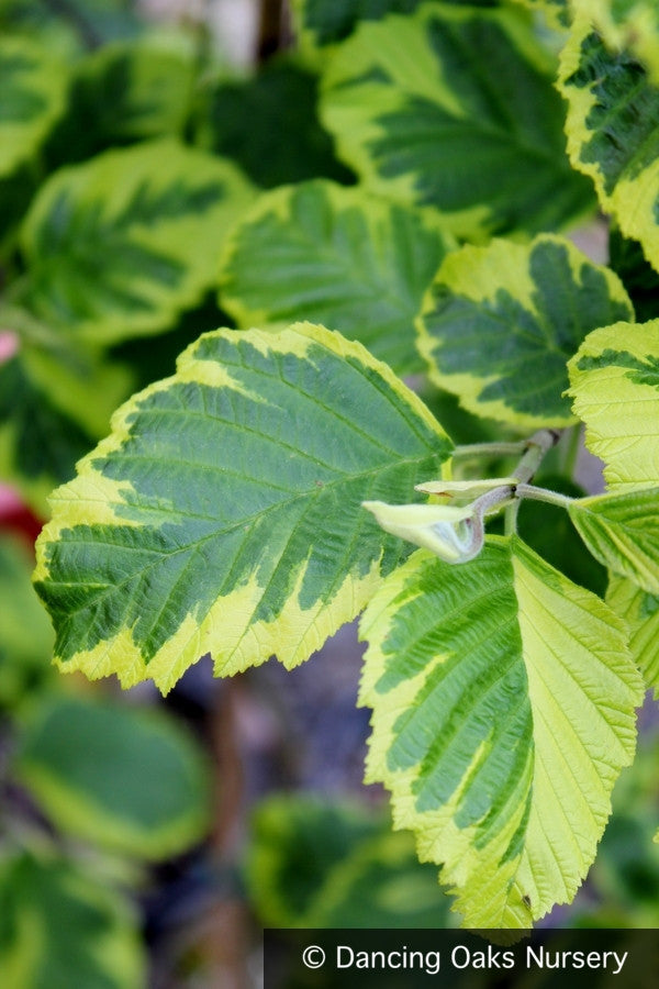 Trees ~ Alnus glutinosa 'Razzmatazz', Variegated Alder ~ Dancing Oaks Nursery and Gardens ~ Retail Nursery ~ Mail Order Nursery