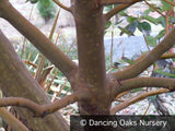 Trees ~ Arbutus menziesii, Madrone ~ Dancing Oaks Nursery and Gardens ~ Retail Nursery ~ Mail Order Nursery