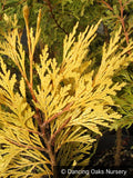 Trees ~ Calocedrus decurrens 'Berrima Gold', Golden Incense Cedar ~ Dancing Oaks Nursery and Gardens ~ Retail Nursery ~ Mail Order Nursery