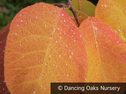 Trees ~ Cotinus obovatus, American Smoke Tree ~ Dancing Oaks Nursery and Gardens ~ Retail Nursery ~ Mail Order Nursery