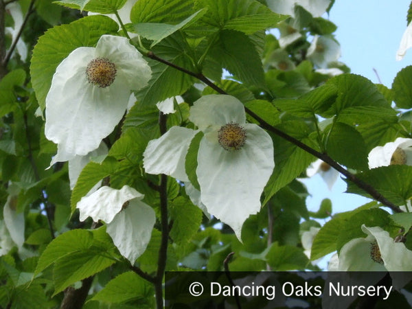Davidia involucrata seedling, Dove Tree – Dancing Oaks Nursery and Gardens