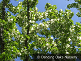 Trees ~ Davidia involucrata seedling, Dove Tree ~ Dancing Oaks Nursery and Gardens ~ Retail Nursery ~ Mail Order Nursery