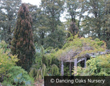 Trees ~ Fagus sylvatica 'Red Obelisk', European Beech ~ Dancing Oaks Nursery and Gardens ~ Retail Nursery ~ Mail Order Nursery