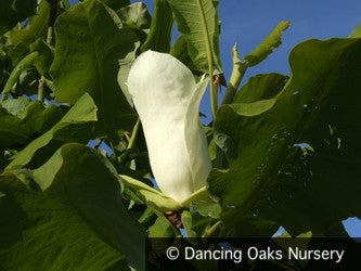 Trees ~ Magnolia macrophylla, Bigleaf Magnolia ~ Dancing Oaks Nursery and Gardens ~ Retail Nursery ~ Mail Order Nursery