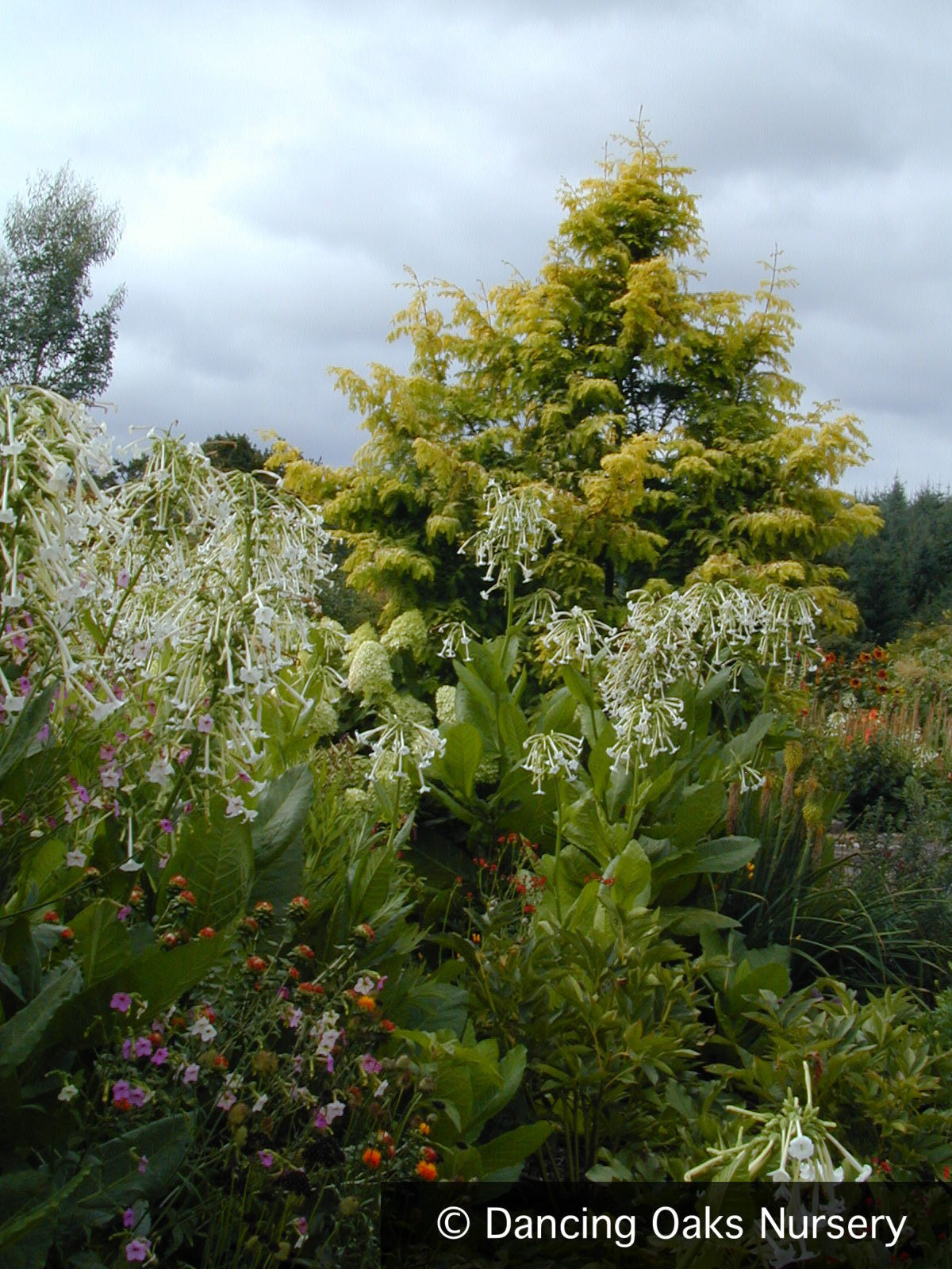 Trees ~ Metasequoia  glyptostroboides 'Gold Rush', Golden Dawn Redwood ~ Dancing Oaks Nursery and Gardens ~ Retail Nursery ~ Mail Order Nursery