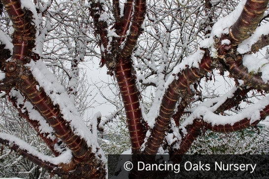 Trees ~ Prunus serrula, Birch Bark Cherry ~ Dancing Oaks Nursery and Gardens ~ Retail Nursery ~ Mail Order Nursery