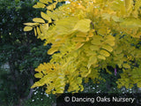 Trees ~ Robinia pseudoacacia 'Frisia', Golden Locust ~ Dancing Oaks Nursery and Gardens ~ Retail Nursery ~ Mail Order Nursery